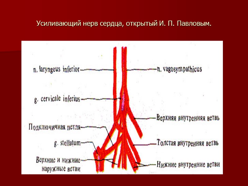 Усиливающий нерв сердца, открытый И. П. Павловым.